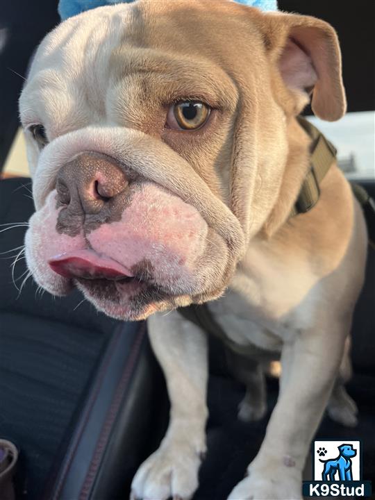 a english bulldog dog with its tongue out