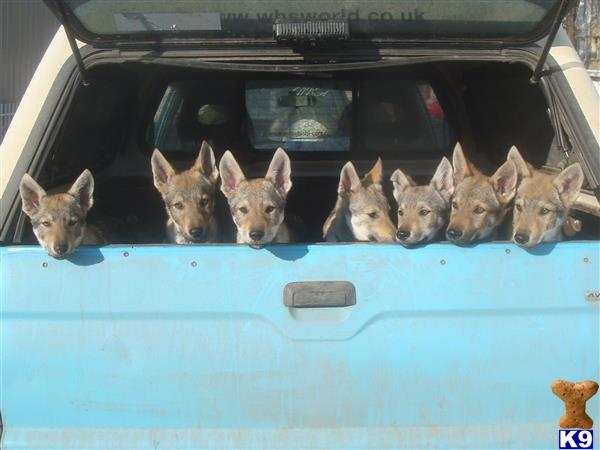 wolf dog puppy posted by shadowlandsbg