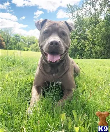 American Bully stud dog