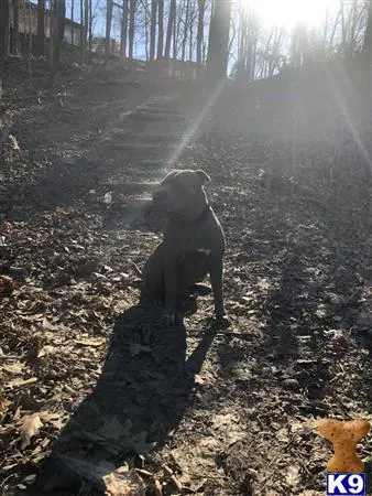 American Bully stud dog