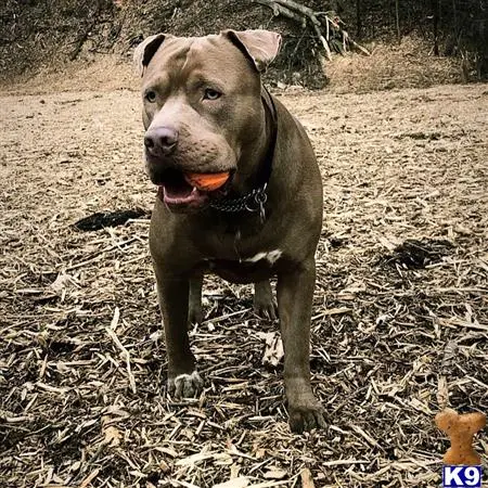 American Bully stud dog