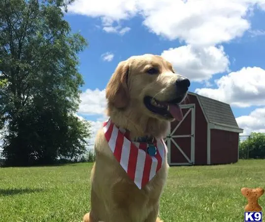 Golden Retriever