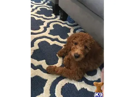 Goldendoodles