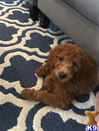 Goldendoodles female dog: Curly, reddish-brown Goldendoodle puppy resting on a blue rug