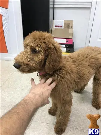 Goldendoodles female dog: Fluffy golden-brown Goldendoodle standing indoors with a hand reaching out