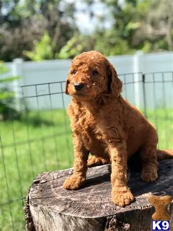 Goldendoodles female dog: Fluffy reddish-brown Goldendoodle puppy sitting on a tree stump