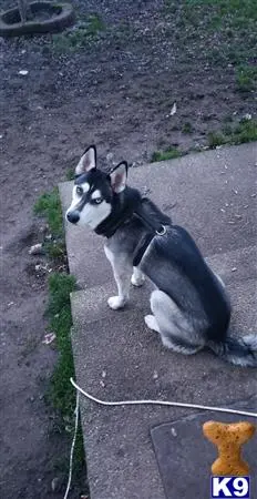 Siberian Husky stud dog