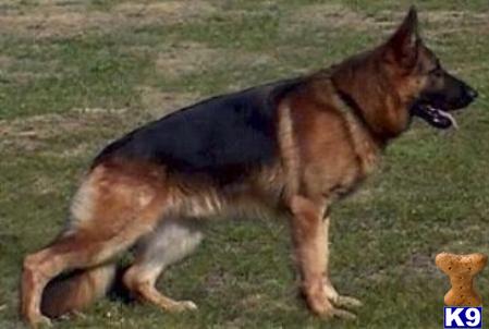 german shepherd puppy posted by shanb