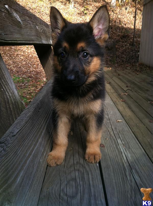 German Shepherd