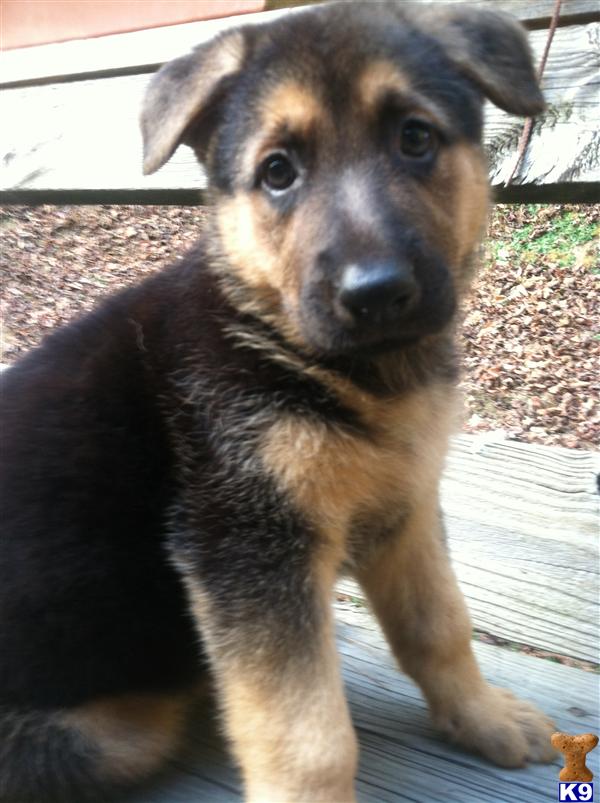 German Shepherd