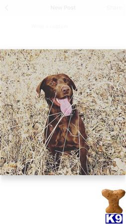 a labrador retriever dog in a field of hay