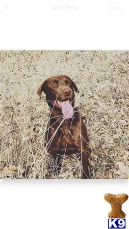 Labrador Retriever stud dog