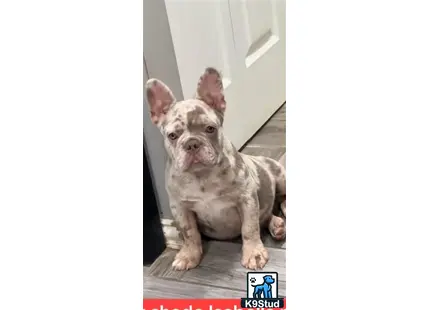 a french bulldog dog standing on its hind legs