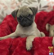 pug puppy posted by shanelbricga