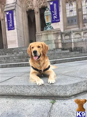 Golden Retriever stud dog