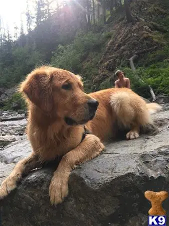 Golden Retriever stud dog