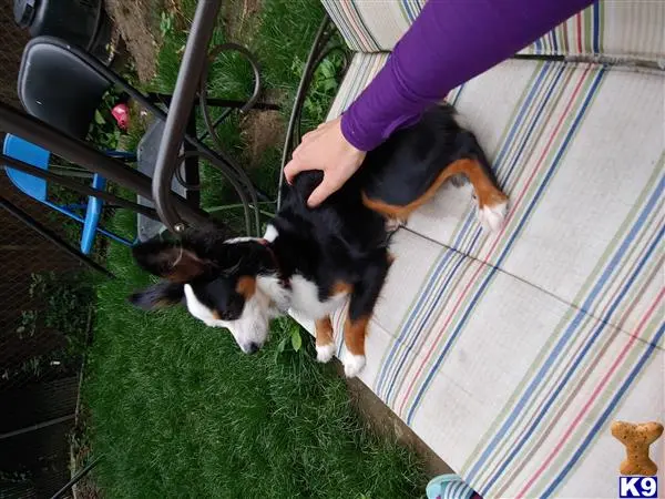 Australian Shepherd female dog: Black and white Australian Shepherd lying on a patio chair