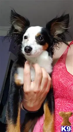 Australian Shepherd female dog: Black and white dog with large ears being held indoors
