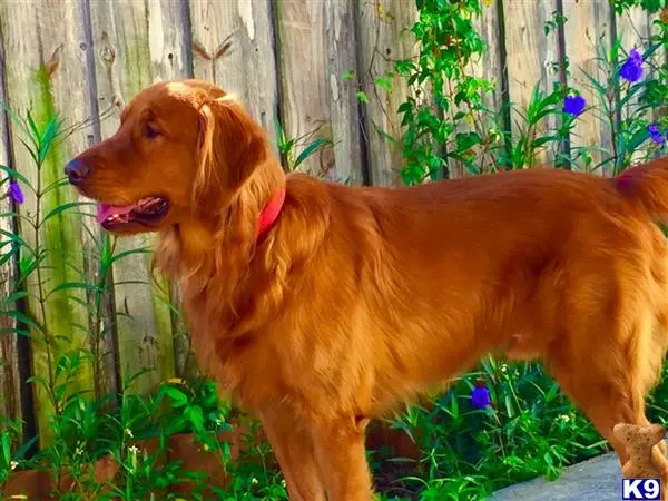 Golden Retriever stud dog