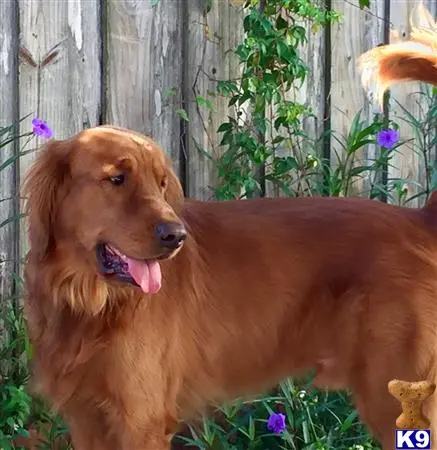 Golden Retriever stud dog