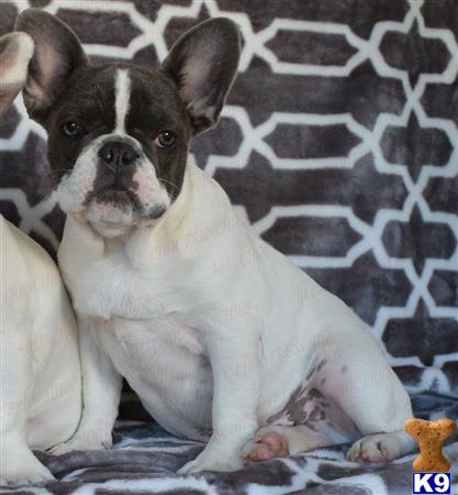 french bulldog puppy posted by shannonacres