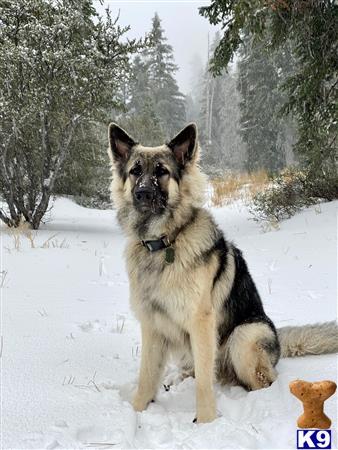 German Shepherd