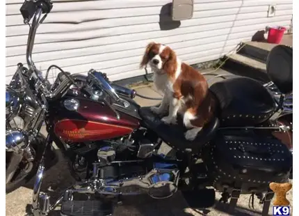 Cavalier King Charles Spaniel