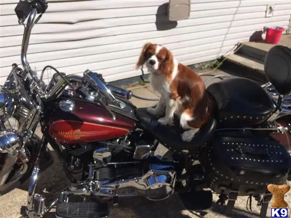 Cavalier King Charles Spaniel