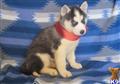 siberian husky puppy posted by shapper