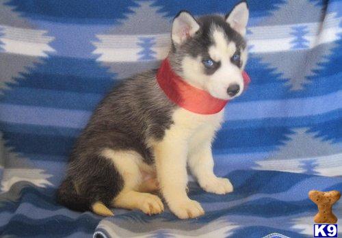 Siberian Husky