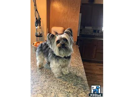 a yorkshire terrier dog sitting on the floor