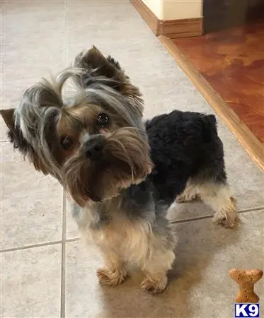 Yorkshire Terrier stud dog