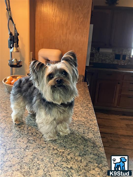 a yorkshire terrier dog sitting on the floor