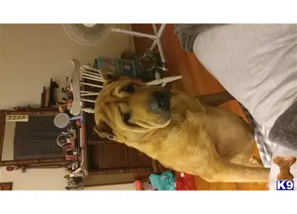 Chinese Shar Pei female dog: Brown Chinese Shar Pei sitting indoors with a relaxed expression