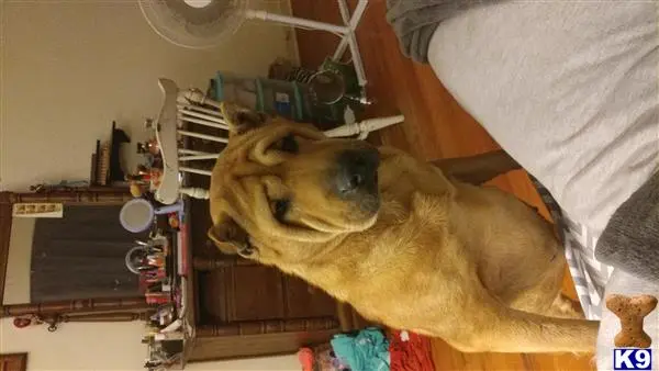 Chinese Shar Pei female dog: Brown Chinese Shar Pei sitting indoors with a relaxed expression