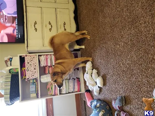 Chinese Shar Pei female dog: Tan dog standing on carpet near a shelf of towels