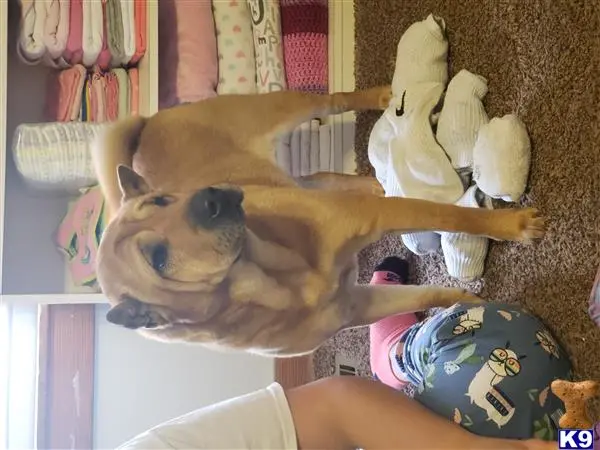 Chinese Shar Pei female dog: Brown Chinese Shar Pei standing on carpet near laundry