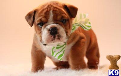 bulldog puppy posted by shar1990