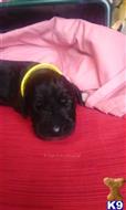 great dane puppy posted by sharonrmiller60