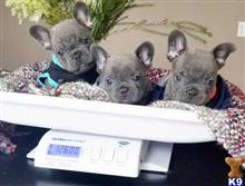 french bulldog puppy posted by sharowolf