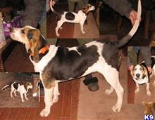 treeing walker coonhound puppy posted by sharptooth