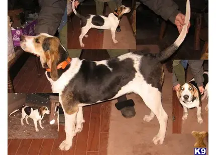 a treeing walker coonhound dog standing on its hind legs