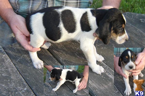 walker puppies for sale