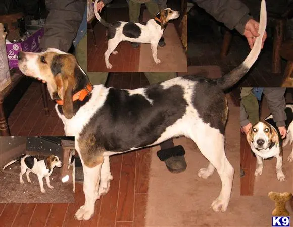 Treeing Walker Coonhound puppy for sale
