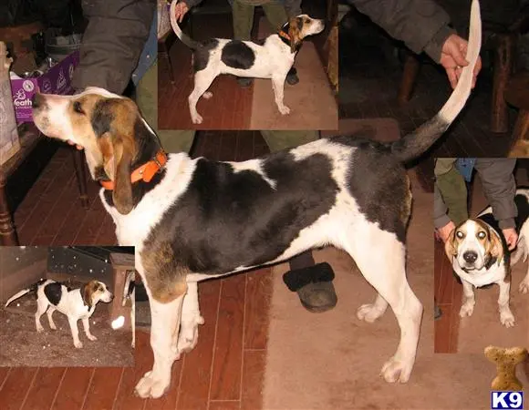 Treeing Walker Coonhound