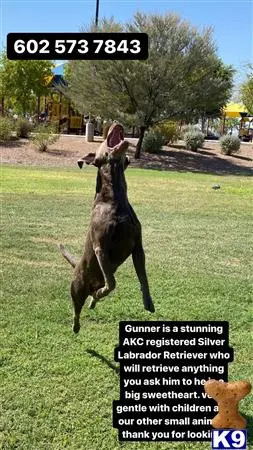 Labrador Retriever stud dog: a kangaroo jumping in the air