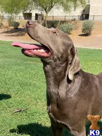 Labrador Retriever stud dog: a labrador retriever dog with its mouth open