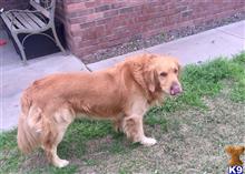 Golden Retriever stud dog: Golden Retriever with a golden coat, standing on grass