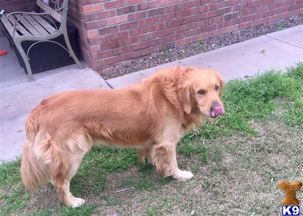 Golden Retriever stud dog