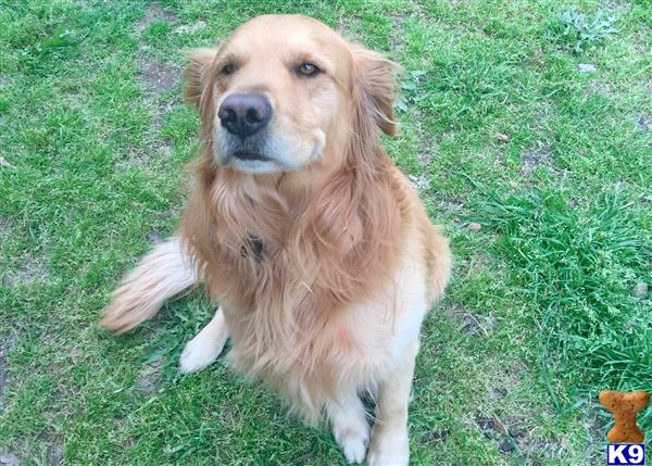 Golden Retriever stud dog